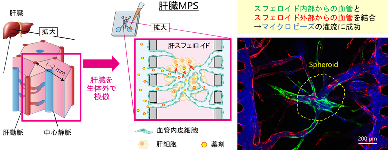 Matsumoto IMG.png